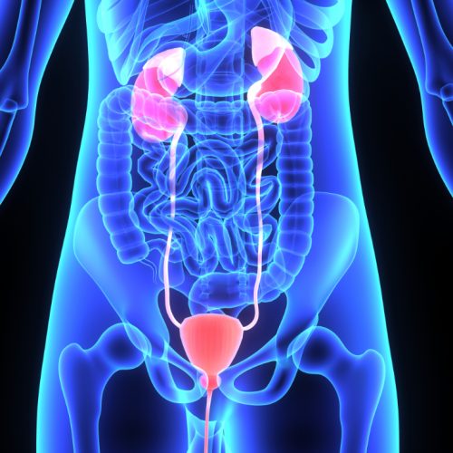 URINARY WELLNESS PIONEERS