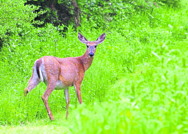 Article examines power losing illness in Pa. deer, whether or no longer it would possibly per chance possibly most likely well spread to folks – Tribune-Review Archive
