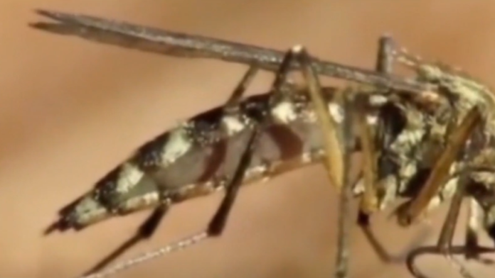 Unhealthy mosquito in Moab: How did it procure here? Will it accelerate in assorted places? – KUTV 2News