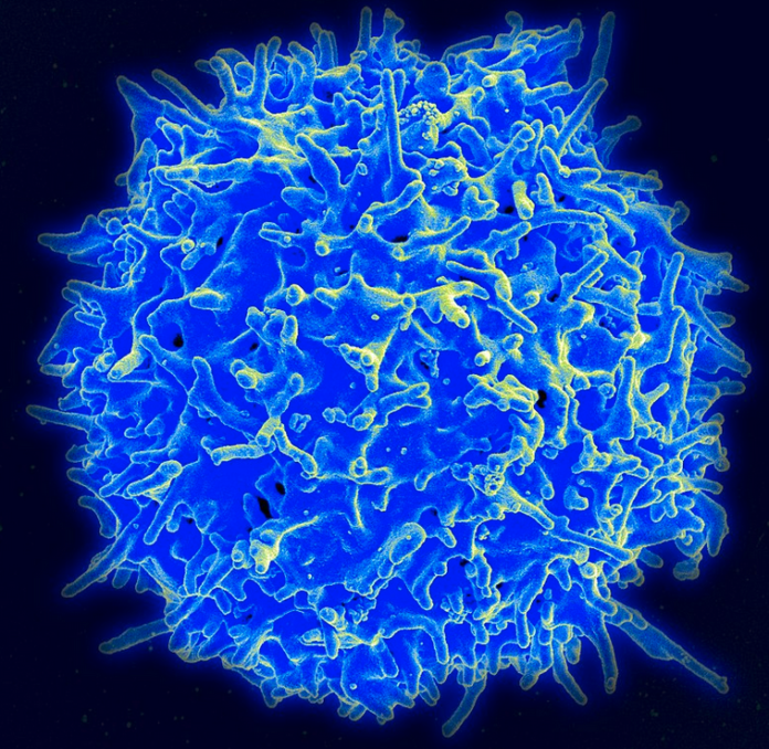 COVID-19: The T Cell Myth – Articles